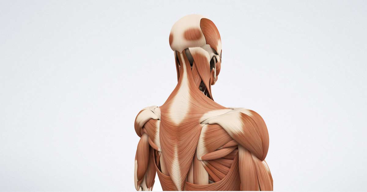 Why Neck Exercises Are Your New Best Friend in the Tech Era